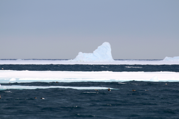 Floe Edge Ice Cap